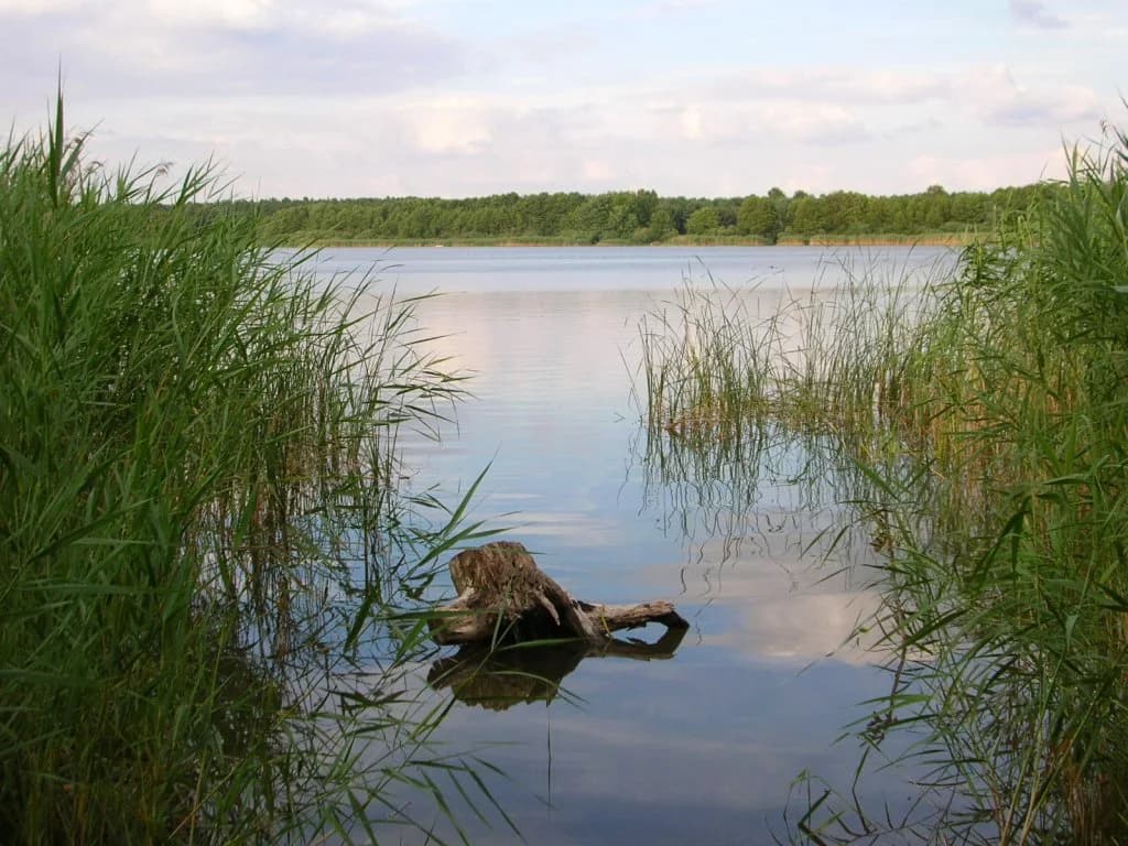 Jezioro Jezuickie otoczone lasem